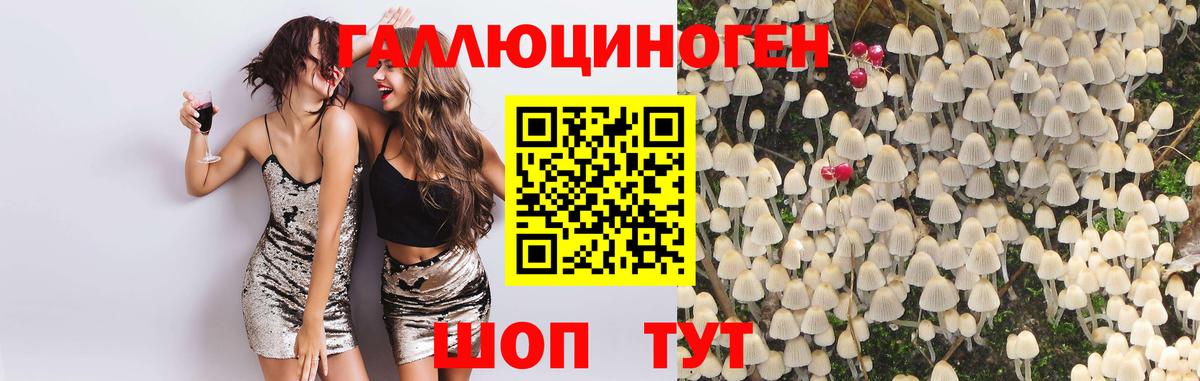 Псилоцибиновые грибы Psilocybine cubensis Кимры